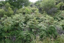 Pteridium esculentum. Mature fronds growing on scrub margin. 
 Image: L.R. Perrie © Leon Perrie 2010 CC BY-NC 3.0 NZ